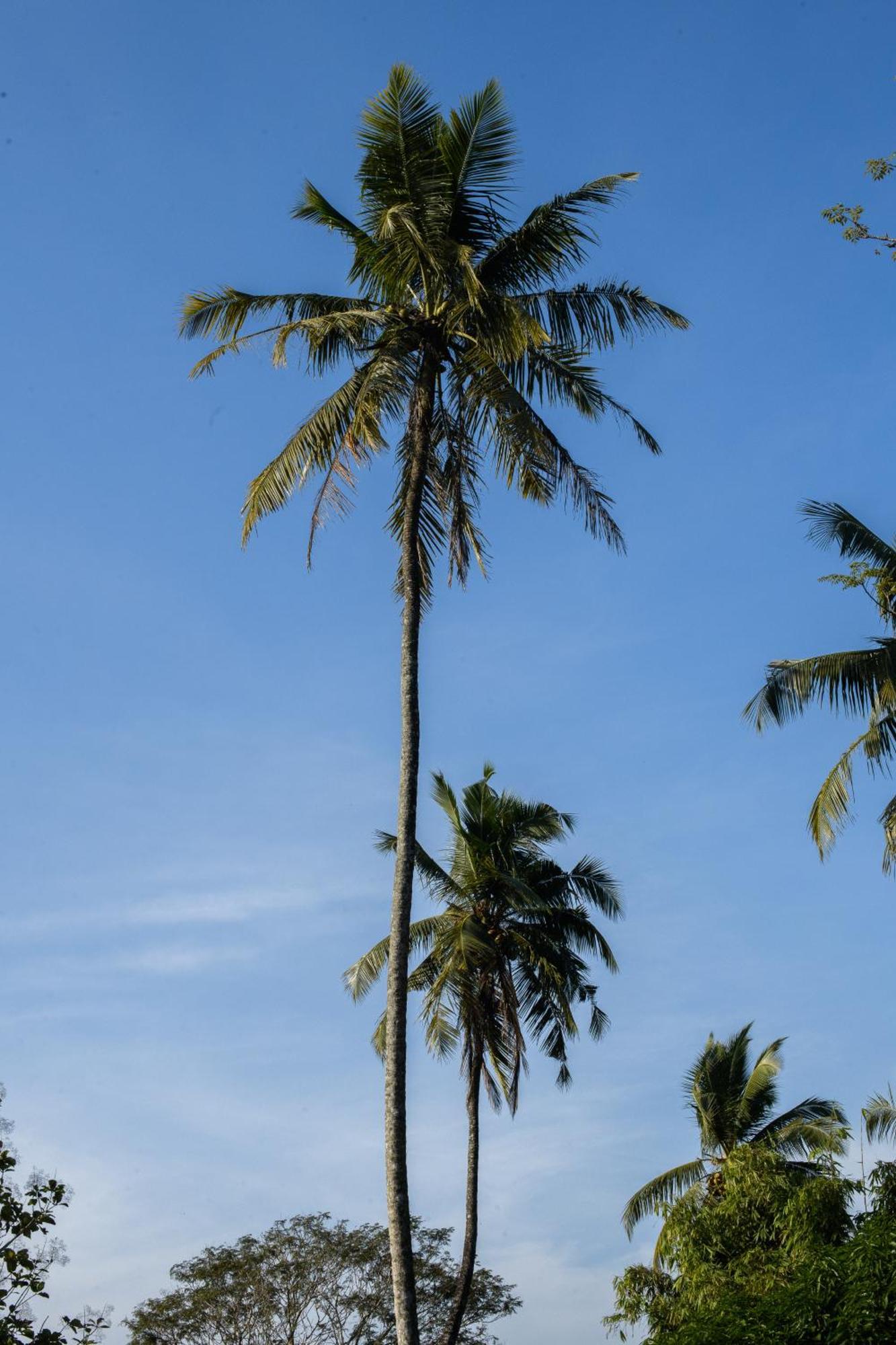 Hotel Roots Retreat Unawatuna Exterior foto